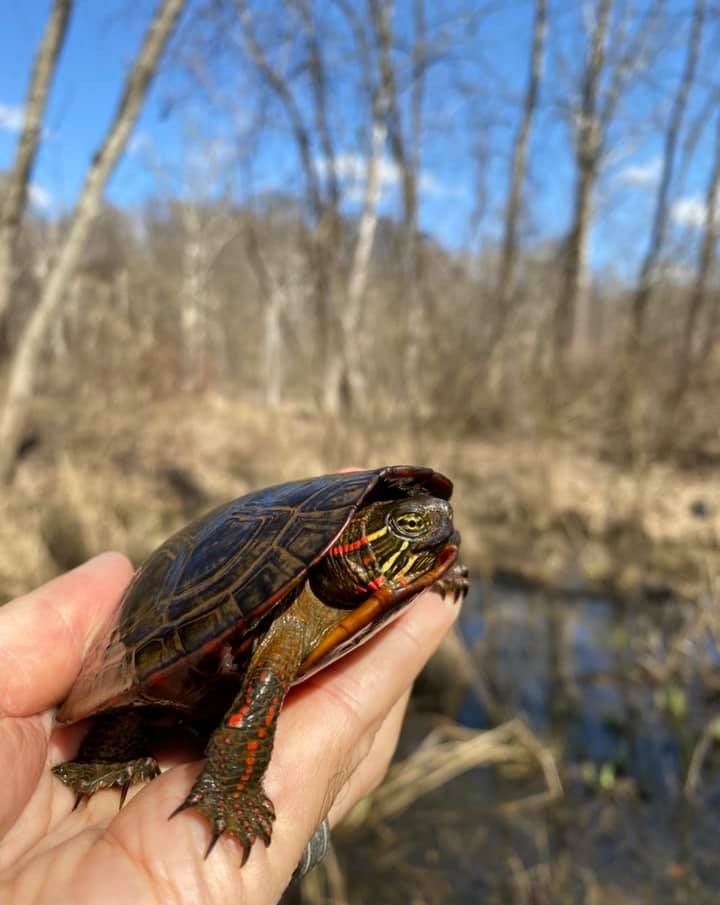 Midland Painted Turtle